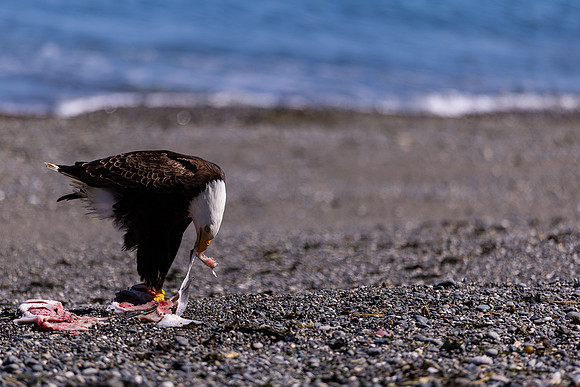 OlympicPeninsulaEagles-0081