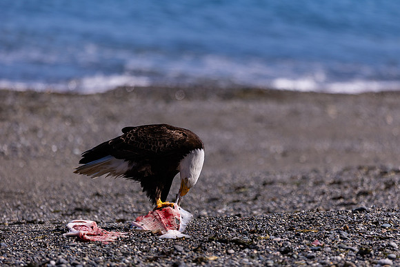 OlympicPeninsulaEagles-0080