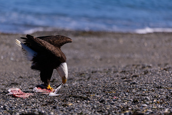 OlympicPeninsulaEagles-0082