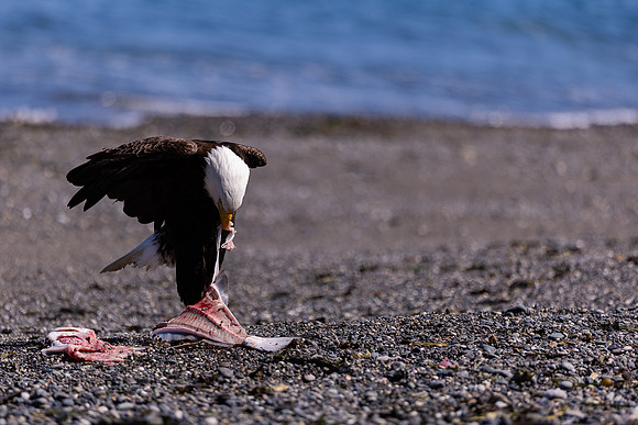 OlympicPeninsulaEagles-0083