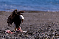OlympicPeninsulaEagles-0084