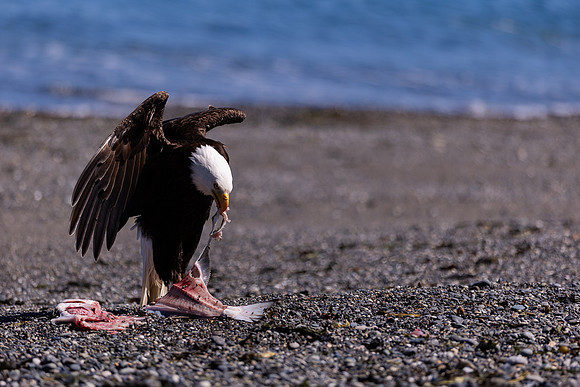OlympicPeninsulaEagles-0084