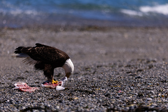 OlympicPeninsulaEagles-0085