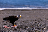 OlympicPeninsulaEagles-0086
