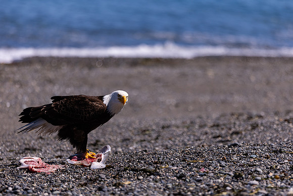 OlympicPeninsulaEagles-0086