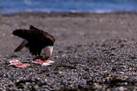 OlympicPeninsulaEagles-0087