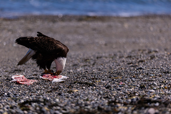 OlympicPeninsulaEagles-0087