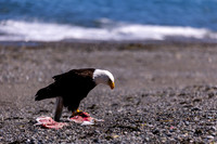 OlympicPeninsulaEagles-0090