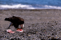 OlympicPeninsulaEagles-0092