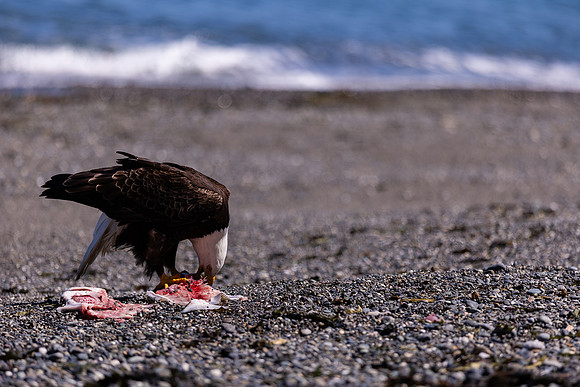 OlympicPeninsulaEagles-0092