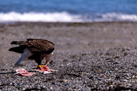 OlympicPeninsulaEagles-0093