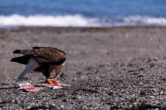 OlympicPeninsulaEagles-0093
