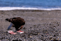 OlympicPeninsulaEagles-0094