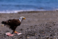OlympicPeninsulaEagles-0096