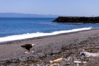 OlympicPeninsulaEagles-0097