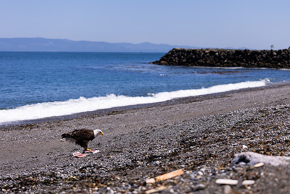 OlympicPeninsulaEagles-0097