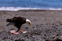 OlympicPeninsulaEagles-0095