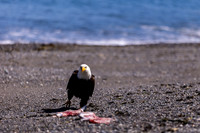 OlympicPeninsulaEagles-0102