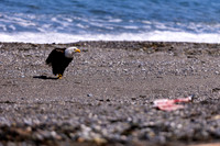 OlympicPeninsulaEagles-0100