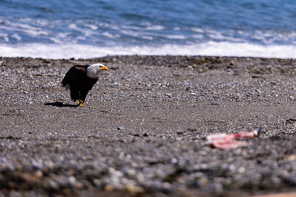 OlympicPeninsulaEagles-0100