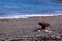 OlympicPeninsulaEagles-0106