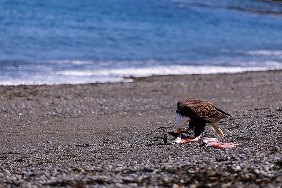 OlympicPeninsulaEagles-0106