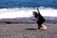 OlympicPeninsulaEagles-0098