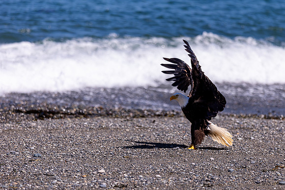 OlympicPeninsulaEagles-0098