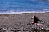 OlympicPeninsulaEagles-0107