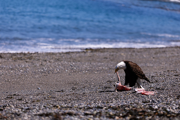 OlympicPeninsulaEagles-0107