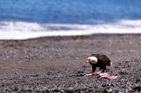 OlympicPeninsulaEagles-0105