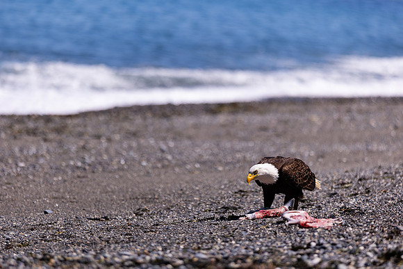 OlympicPeninsulaEagles-0105