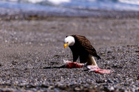 OlympicPeninsulaEagles-0110
