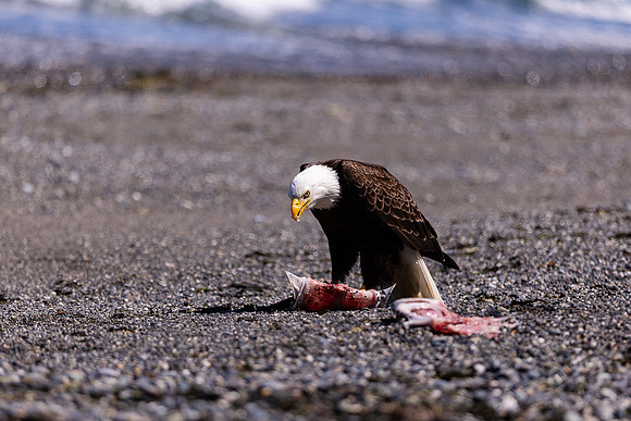 OlympicPeninsulaEagles-0110