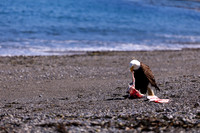 OlympicPeninsulaEagles-0108
