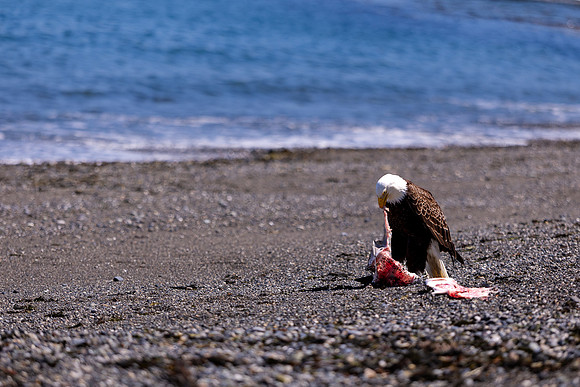 OlympicPeninsulaEagles-0108