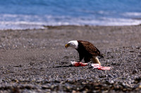 OlympicPeninsulaEagles-0113