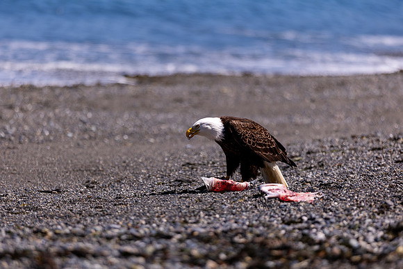 OlympicPeninsulaEagles-0113